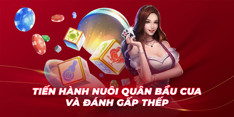 Tiến hành nuôi quân bầu cua và đánh gấp thếp