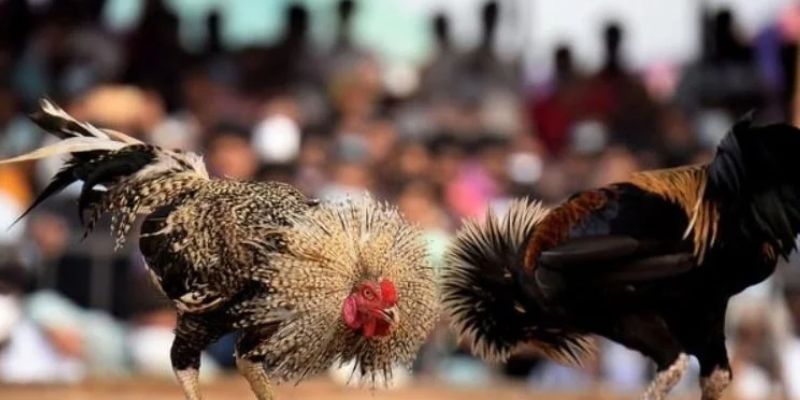 Hàng loạt khuyến mãi cực “chất”